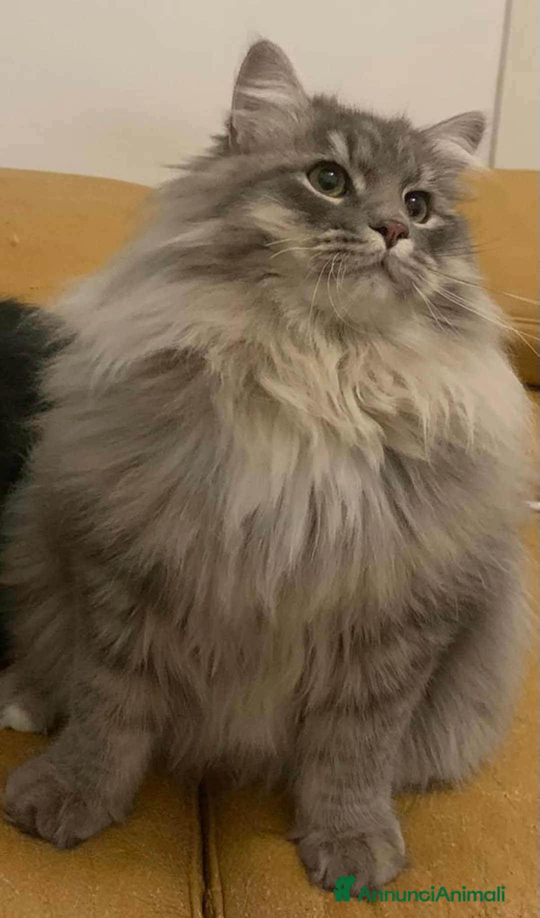 Immagine della galleria {{count}}