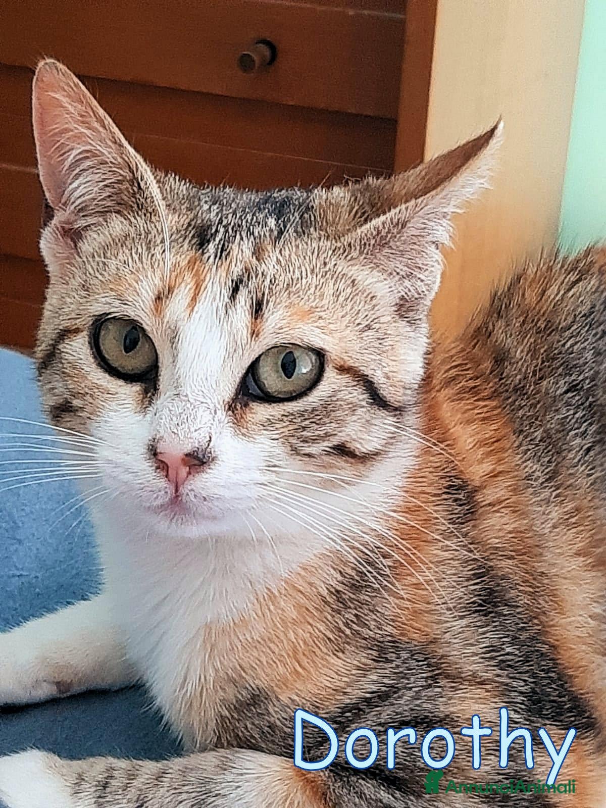 Europeo gatti DOROTHY DOLCISSIMA GATTINA - Annuncio 3