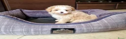 Meticcio cani in vendita: Maltipoo maschio  - Annuncio 8