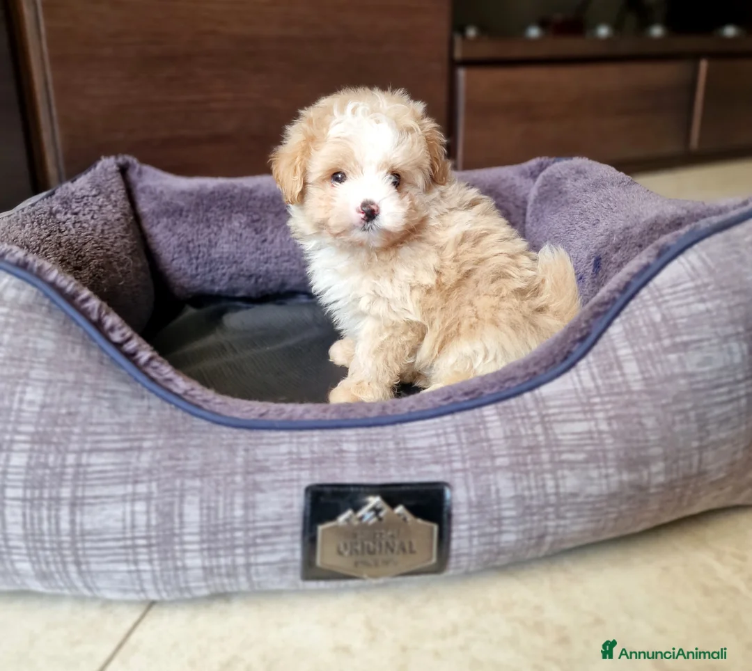 Meticcio cani in vendita: Maltipoo maschio  - Annuncio 8