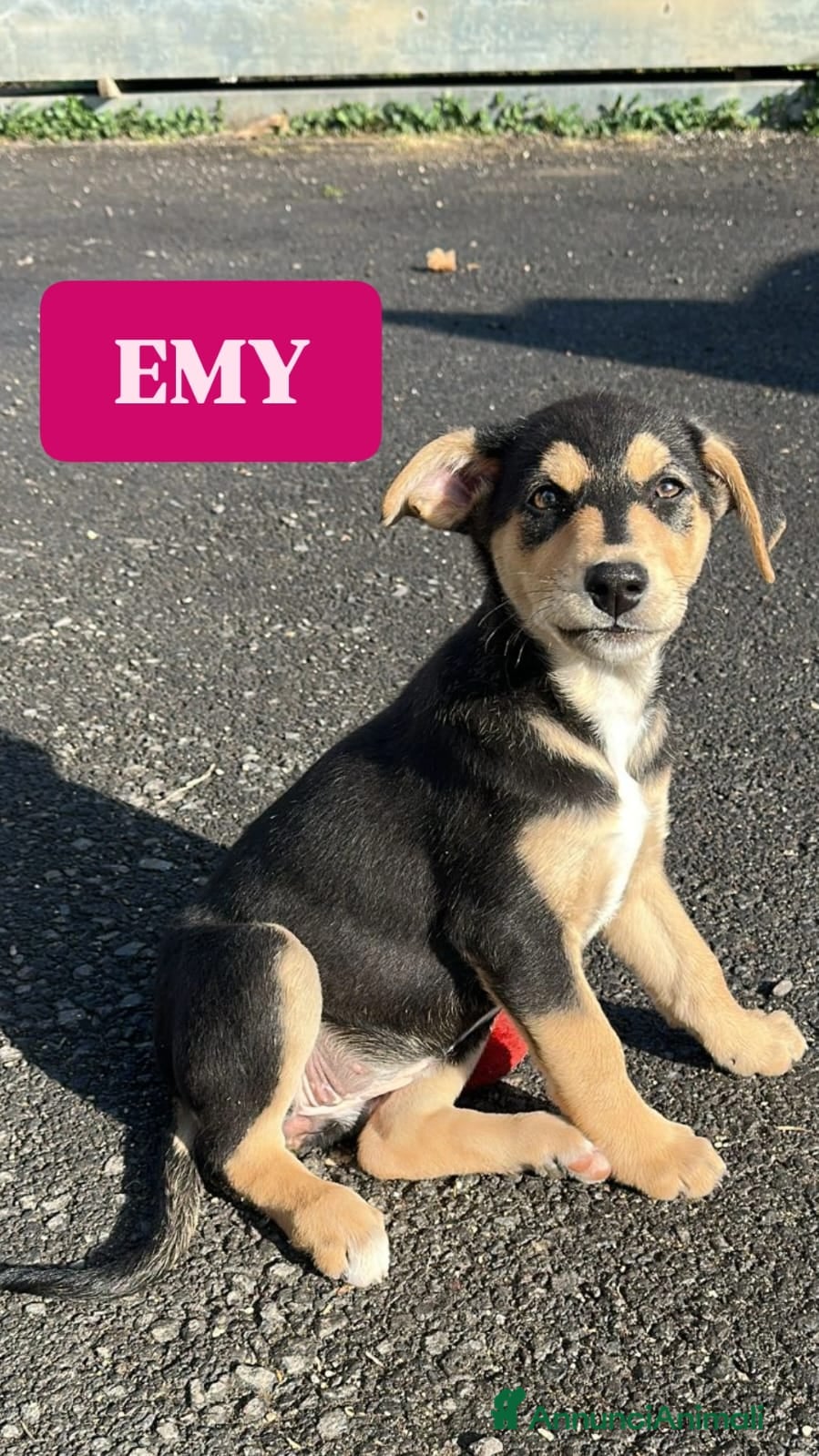 Meticcio cani in regalo: Emy cerca casa - Annuncio 3