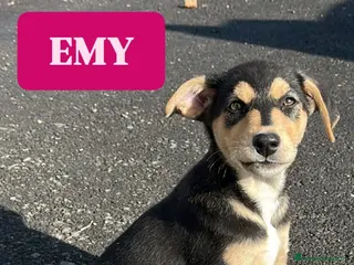 Meticcio cani Emy cerca casa - Annuncio 9