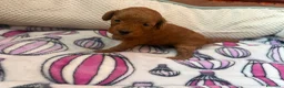 Barboncino cani in vendita: Meravigliosi cuccioli di Barbone nano Red  - Annuncio 4