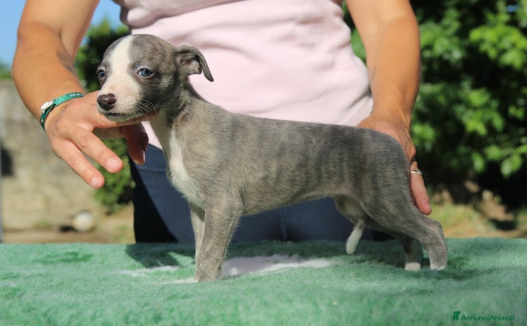 Whippet cani in vendita a Province of Como - Annuncio 3