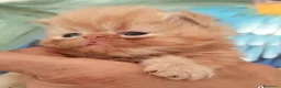 Persiano gatti in vendita: Persiano femmina  - Annuncio 3