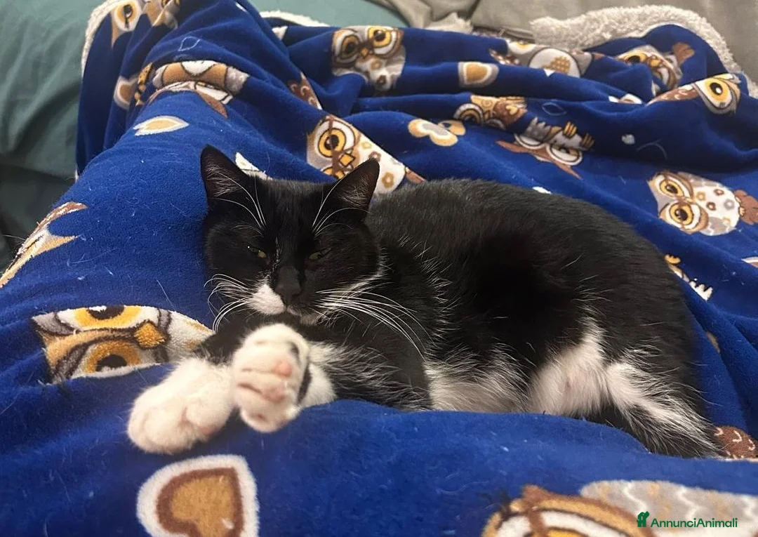 Europeo gatti in regalo: JAMIE ed EMY, teneri mici in adozione! - Annuncio 8