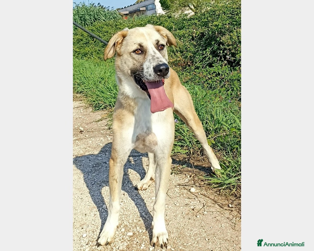 Meticcio cani in regalo: Ercole, meraviglioso incrocio Pastore cane maschio a Latina - Annuncio 4