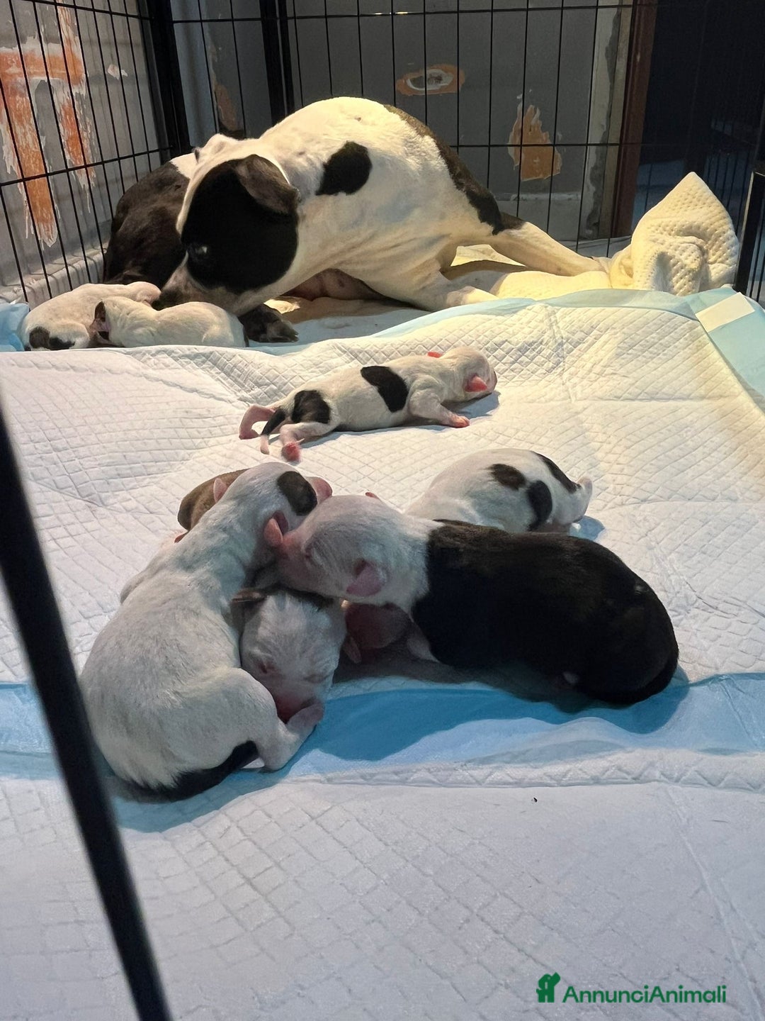 Pitbull cani in vendita: Cuccioli di pitbull  - Annuncio 12