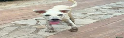 Meticcio cani in regalo:     GIOVE 💙 UN TIPO SPECIALE CERCA CASA a Provincia di Como - Annuncio 4