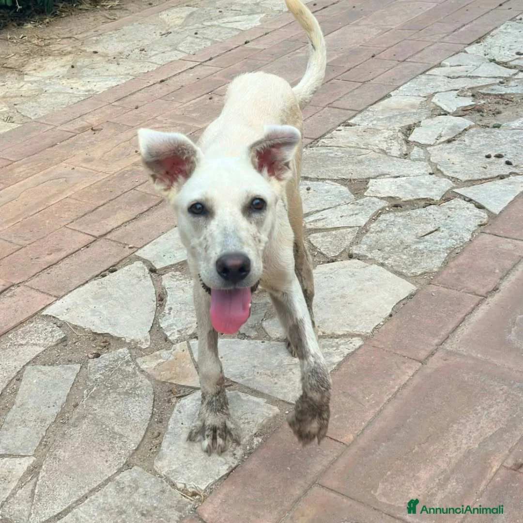 Meticcio cani in regalo:     GIOVE 💙 UN TIPO SPECIALE CERCA CASA a Provincia di Como - Annuncio 4