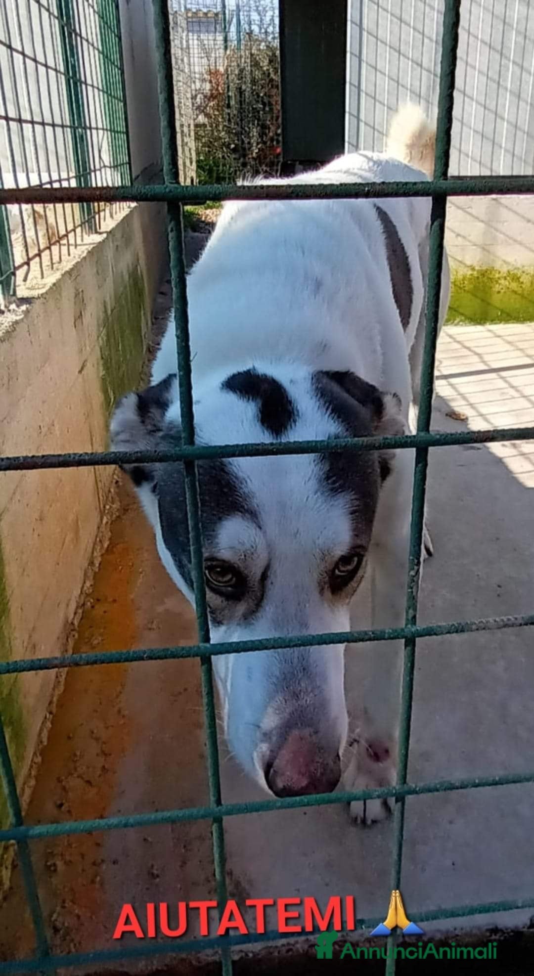 Meticcio cani in regalo: POLDO a Città Metropolitana di Genova - Annuncio 2