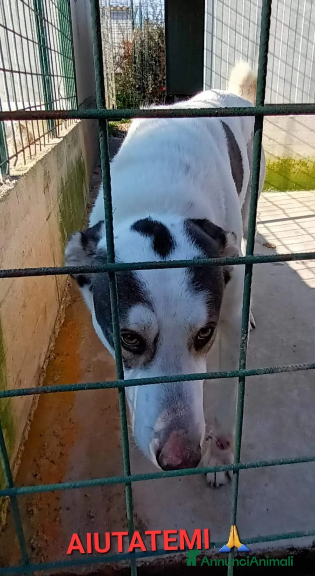 Meticcio cani in regalo: POLDO a Città Metropolitana di Genova - Annuncio 2