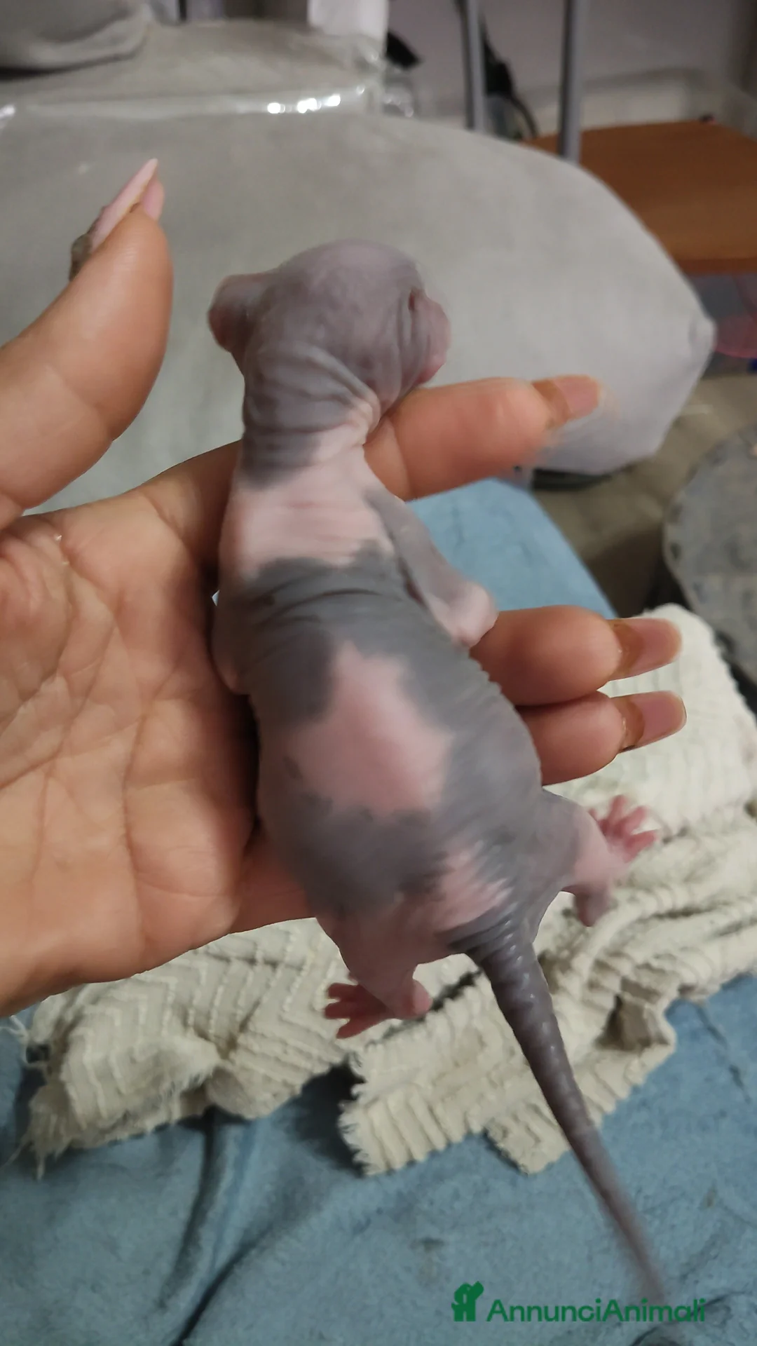 Sphynx gatti in vendita: Prossima nascita cuccioli sphynx  - Annuncio 2