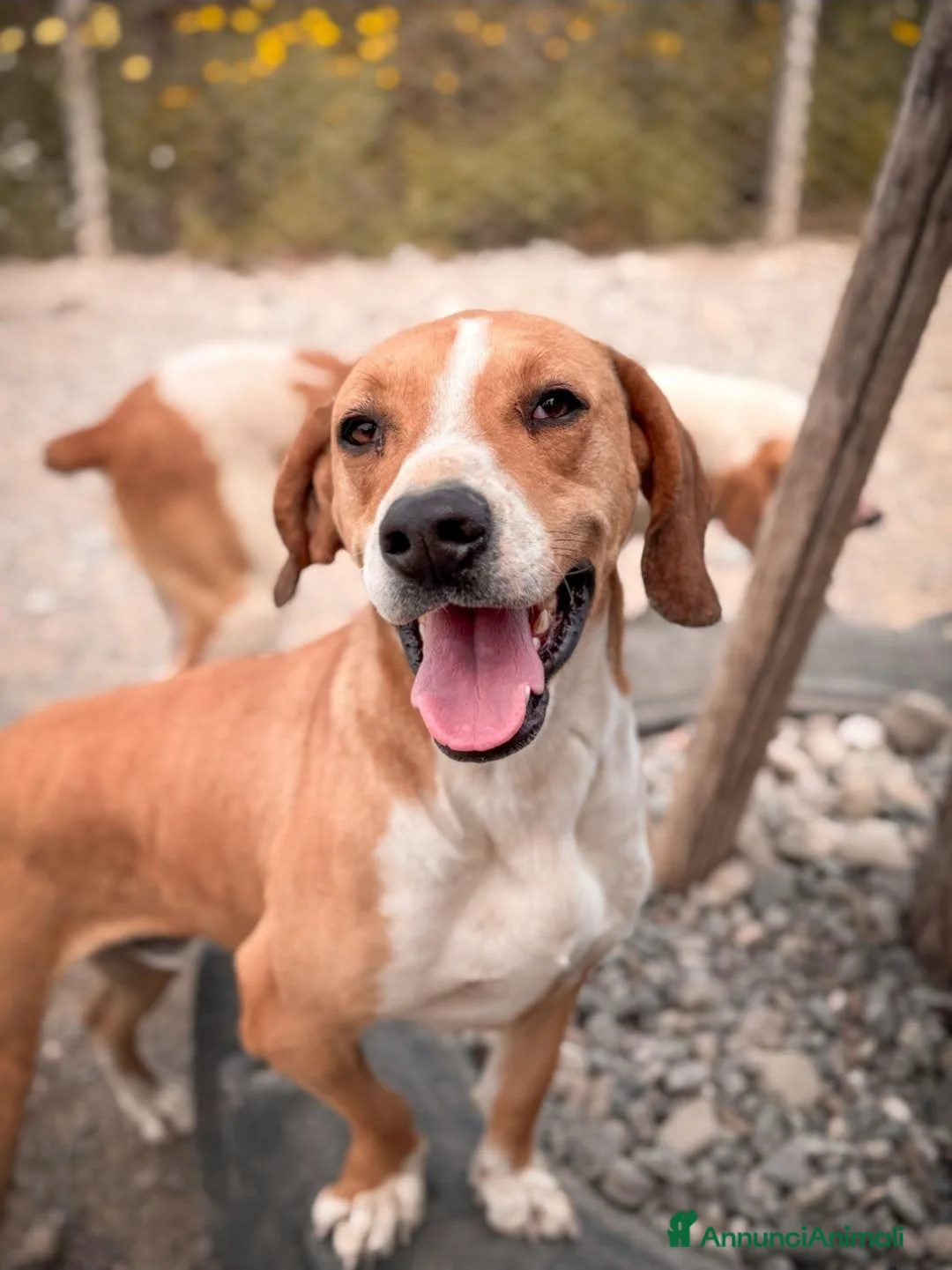 Beagle cani in regalo: Ernie - Annuncio 1