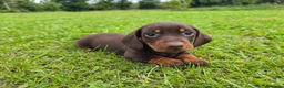 Bassotto cani in vendita: Bassotto tedesco kaninchen ENCI  - Annuncio 4