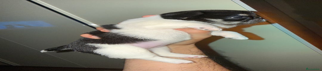 Chihuahua Cucciolo 2