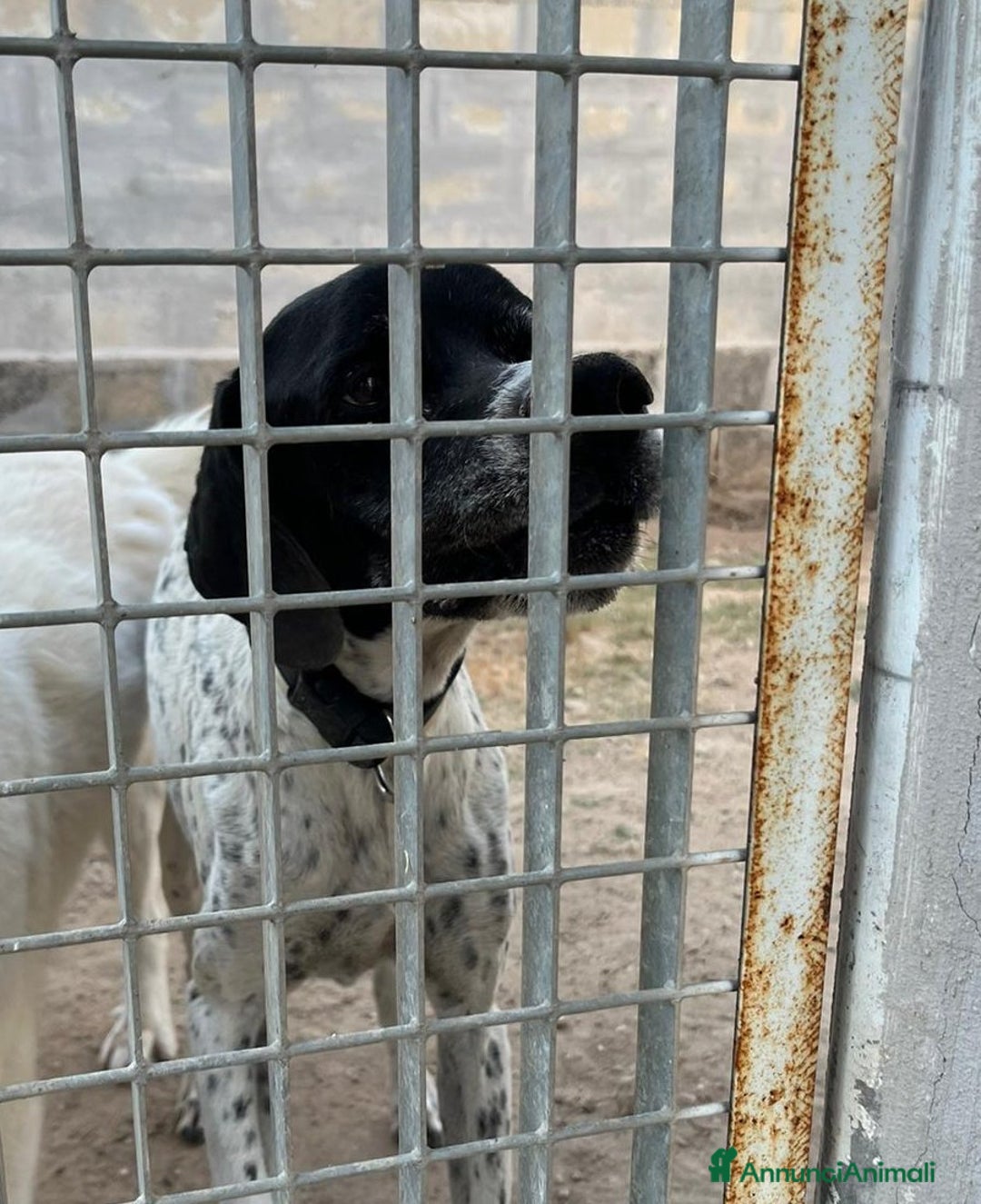 Pointer cani in regalo: DJANGO adorabile cane da adottare! - Annuncio 2