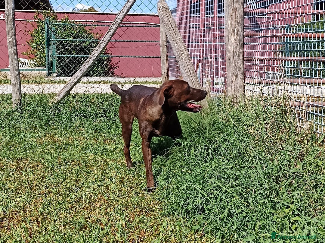 Meticcio cani in regalo: Fuego derivato molosso in adozione a Provincia di Latina - Annuncio 5