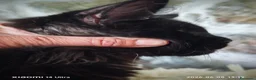 Maine Coon gatti in vendita: Maine Coon cucciolo Total black  a Provincia di Savona - Annuncio 3