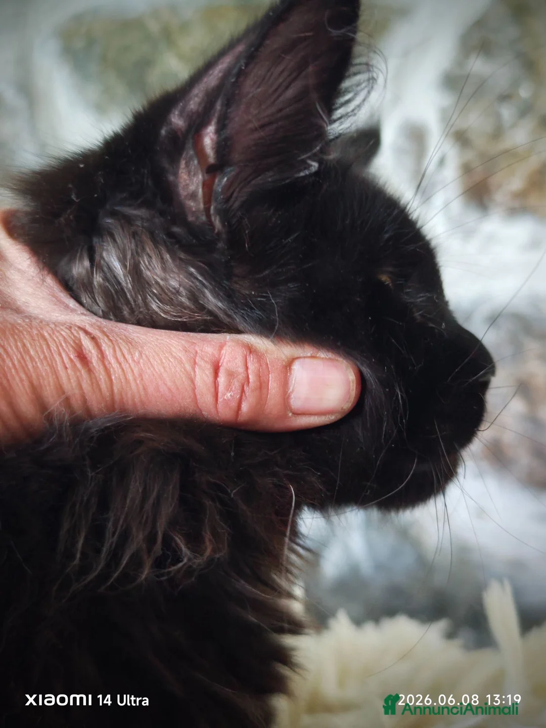 Maine Coon gatti in vendita: Maine Coon cucciolo Total black  a Provincia di Savona - Annuncio 3