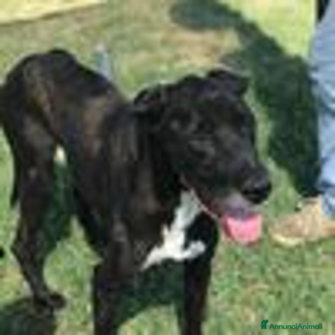 Meticcio cani in regalo: Dolce Nestore super  bisognoso di adozione a Provincia di Latina - Annuncio 6