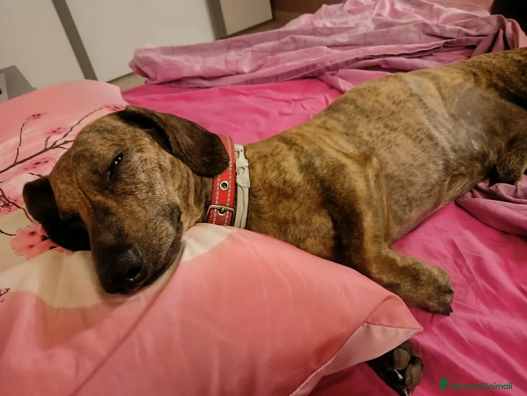 Bassotto cani per accoppiamento: Cercasi femmina  a Provincia di Cuneo - Annuncio 1