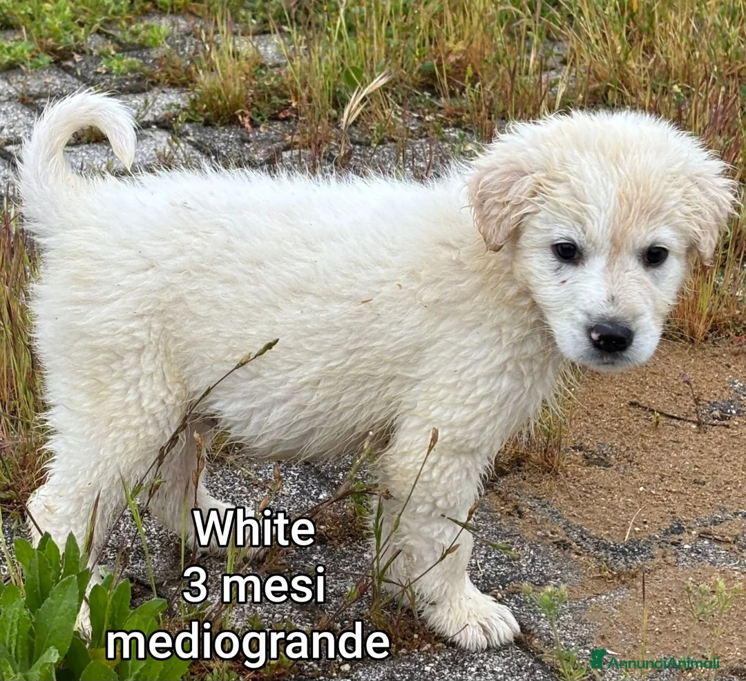 Meticcio cani in regalo: CUCCIOLI DA SALVARE IN RIFUGIO! a Provincia di Reggio Emilia - Annuncio 1