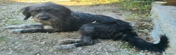 Meticcio cani in regalo: Efrem 1 anno taglia media contenuta  - Annuncio 2
