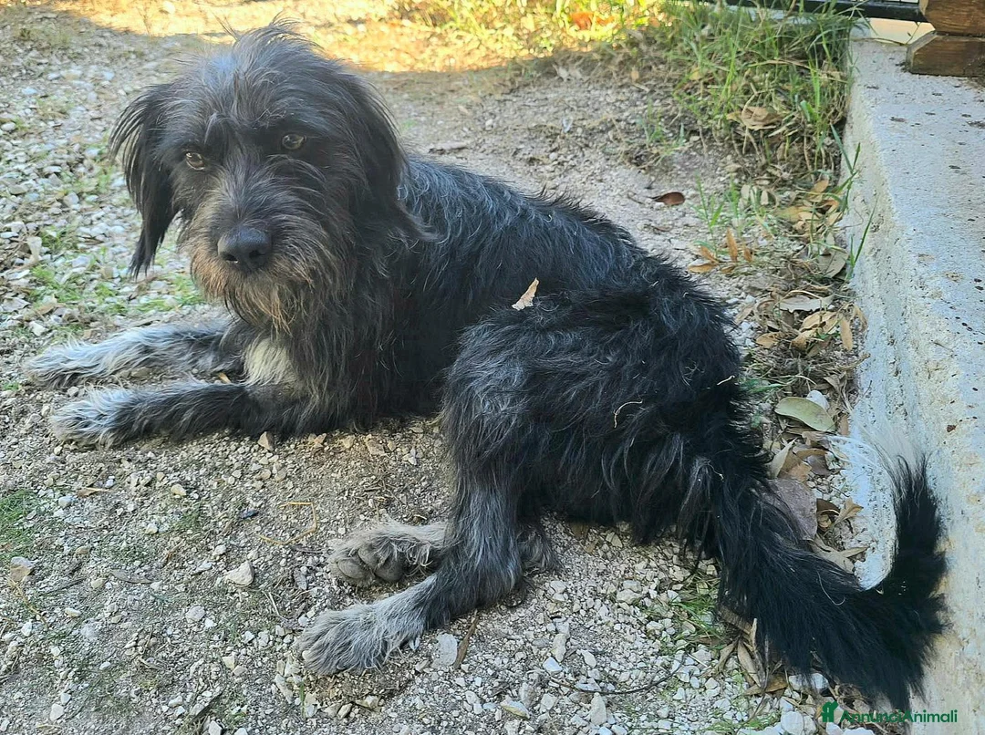 Meticcio cani in regalo: Efrem 1 anno taglia media contenuta  - Annuncio 2