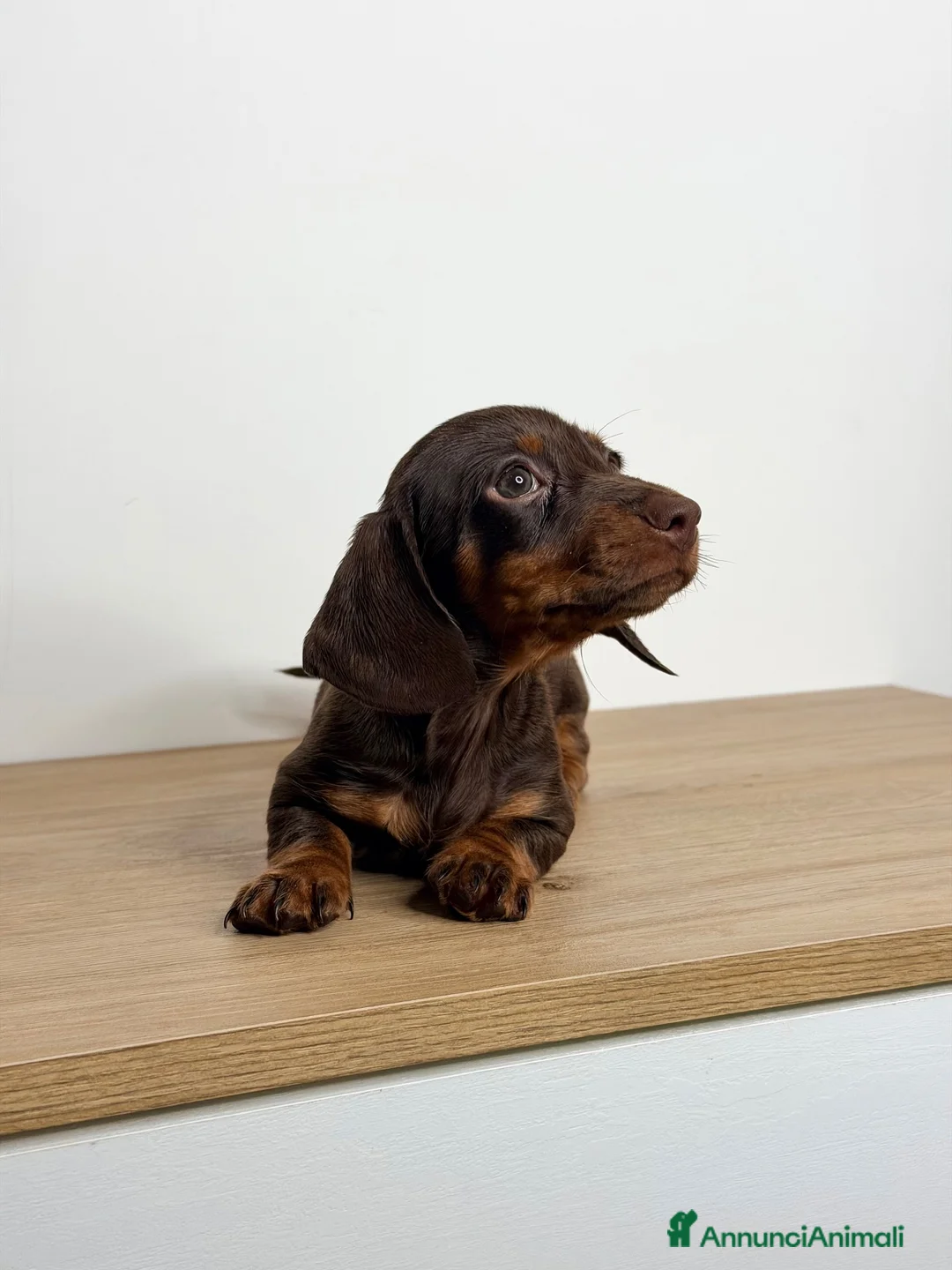 Bassotto cani in vendita: Cucciolo di bassotto ENCI  - Annuncio 5