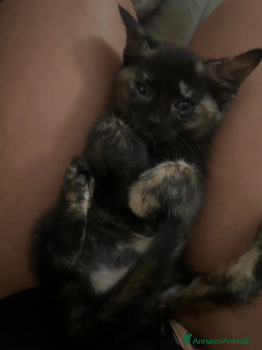 Meticcio gatti in regalo: regalo gattini a Città Metropolitana di Napoli - Annuncio 5