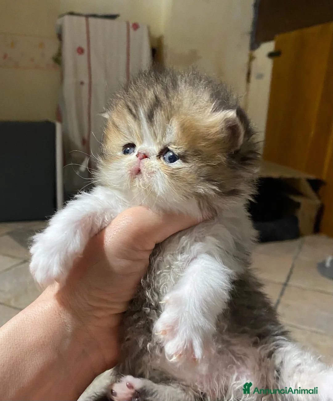 Persiano gatti in vendita: Cuccioli di Gatto Persiano–DisponibiliDa fineMarzo - Annuncio 1