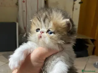 Persiano gatti Cuccioli di Gatto Persiano–DisponibiliDa fineMarzo - Annuncio 2