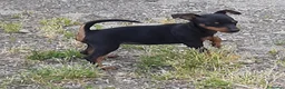 Pinscher Miniatura cani in vendita: Cucciola di Zwergpinscher , Pincher  - Annuncio 2