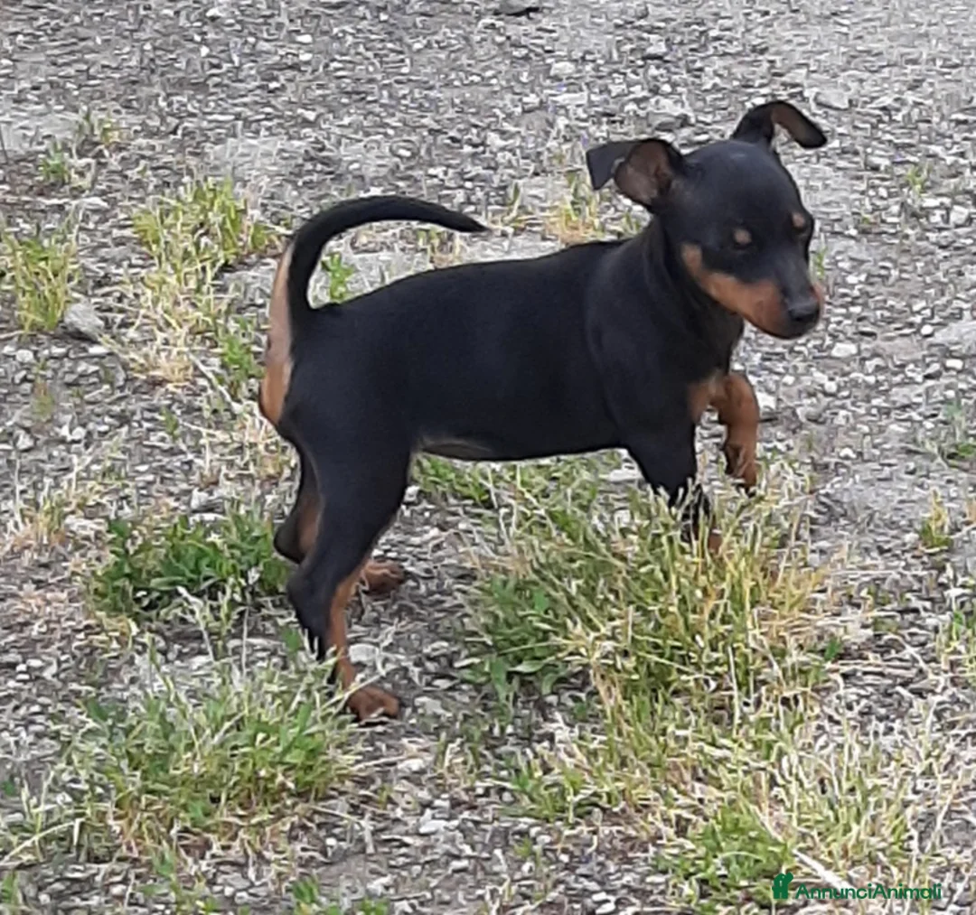 Pinscher Miniatura cani in vendita: Cucciola di Zwergpinscher , Pincher  - Annuncio 2