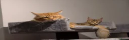 Maine Coon gatti in vendita: Dolcissima cucciola Maine coon  - Annuncio 3