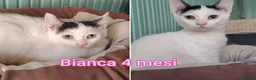 Meticcio gatti in regalo: MICINI URGENTE: TEMPO SCADUTO  a Provincia di Arezzo - Annuncio 2