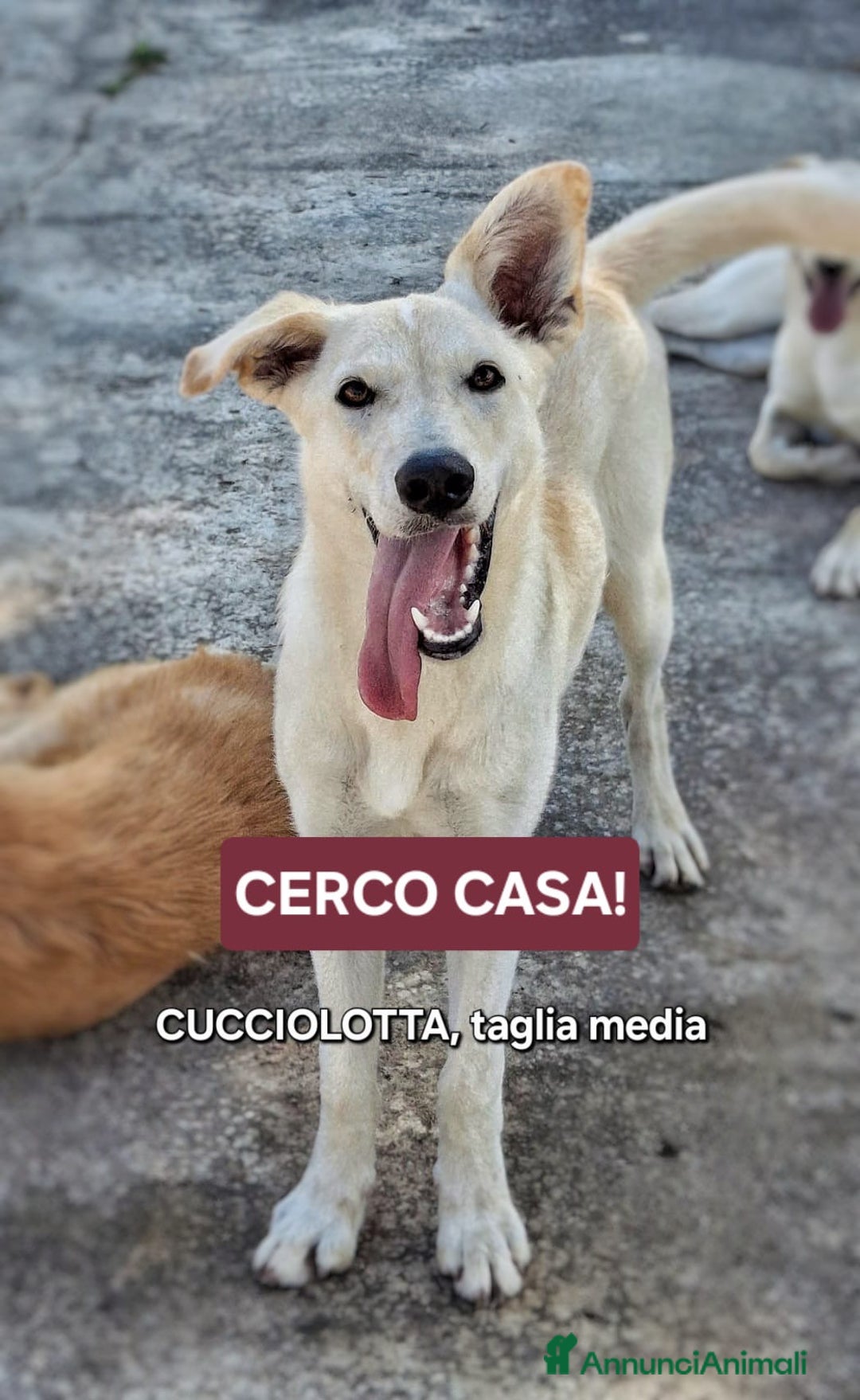 Meticcio cani in regalo: ERIS 🩷 - cucciola taglia media cerca una mamma 🆘 - Annuncio 3