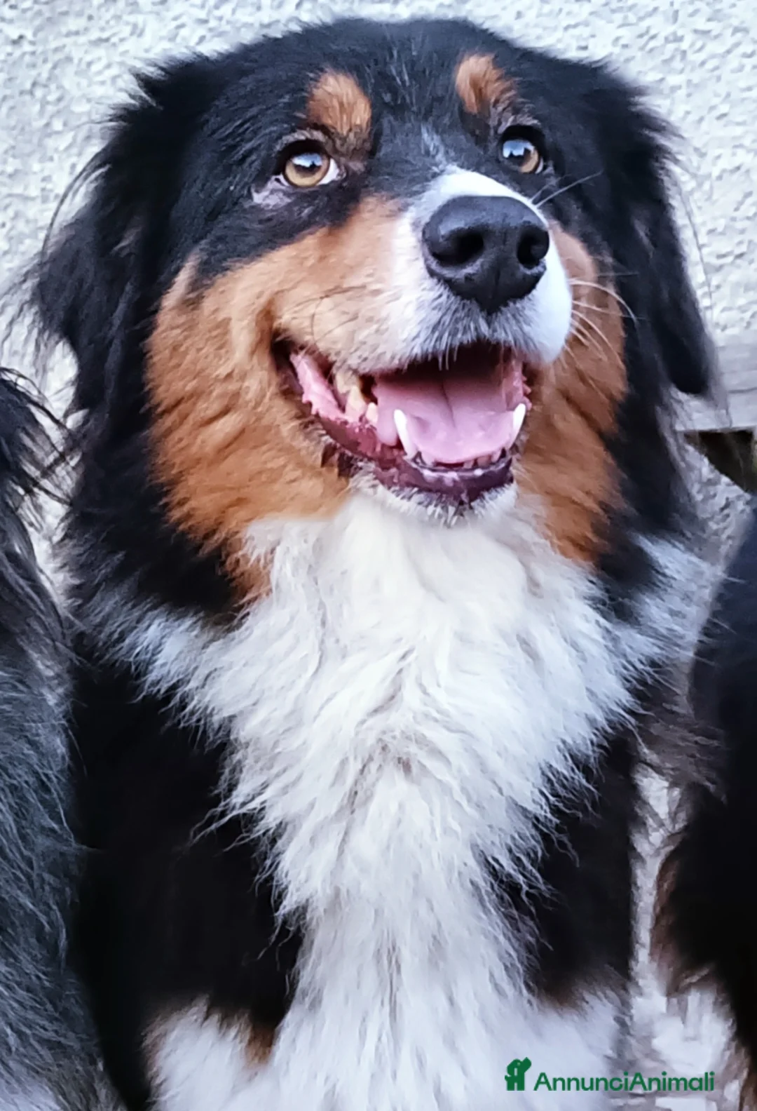 Australian Shepherd cani in vendita: Cuccioloni di pastore australiano con pedigree  - Annuncio 1