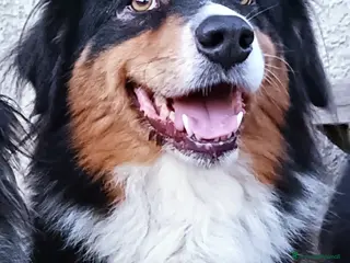 Australian Shepherd cani Cuccioloni di pastore australiano con pedigree - Annuncio 2