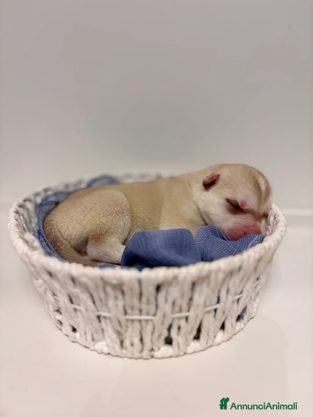 Husky cani in vendita: Cuccioli Siberian Husky con pedigree in vendita  - Annuncio 7