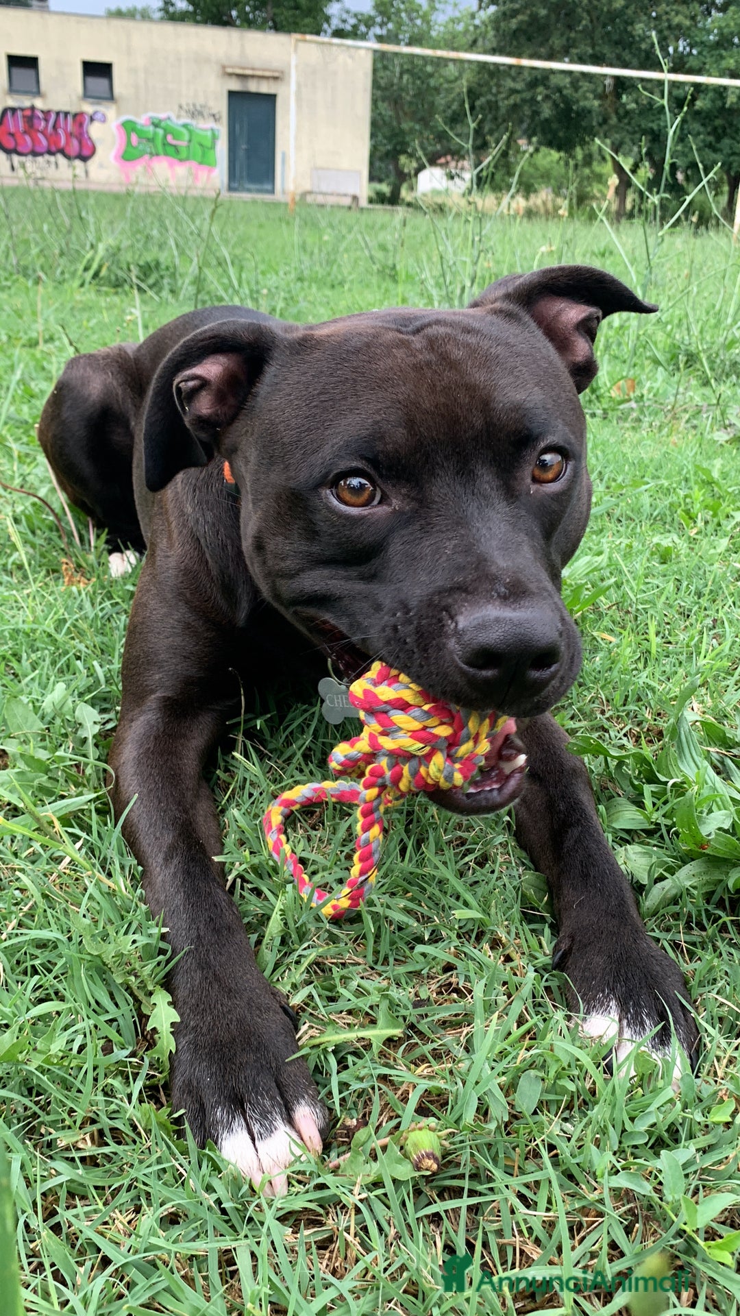 Pitbull cani in regalo: Chester Pitbull 2 anni maschio - Annuncio 3