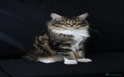 Maine Coon gatti in vendita: Maine Coon pura razza a Provincia di Alessandria - Immagine 4