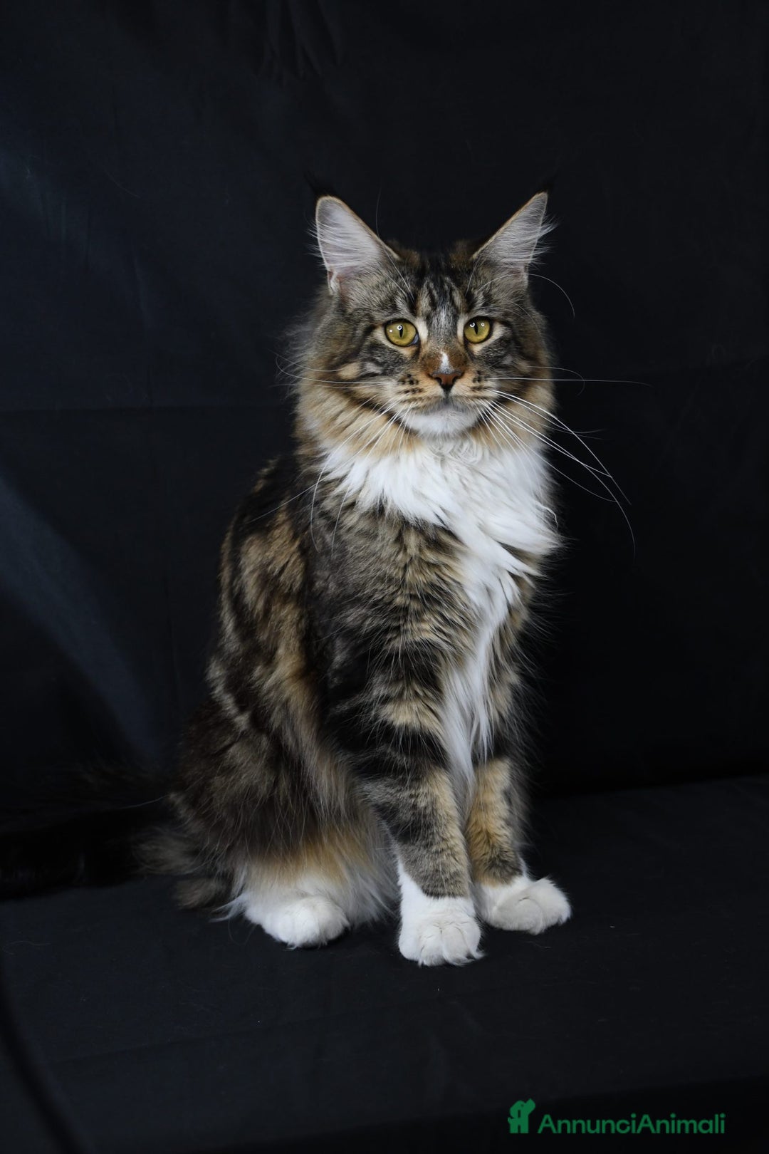 Maine Coon gatti in vendita: Maine Coon pura razza a Provincia di Alessandria - Immagine 4