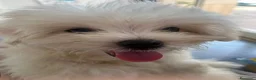 Maltese cani in vendita: Maltese - Annuncio 5