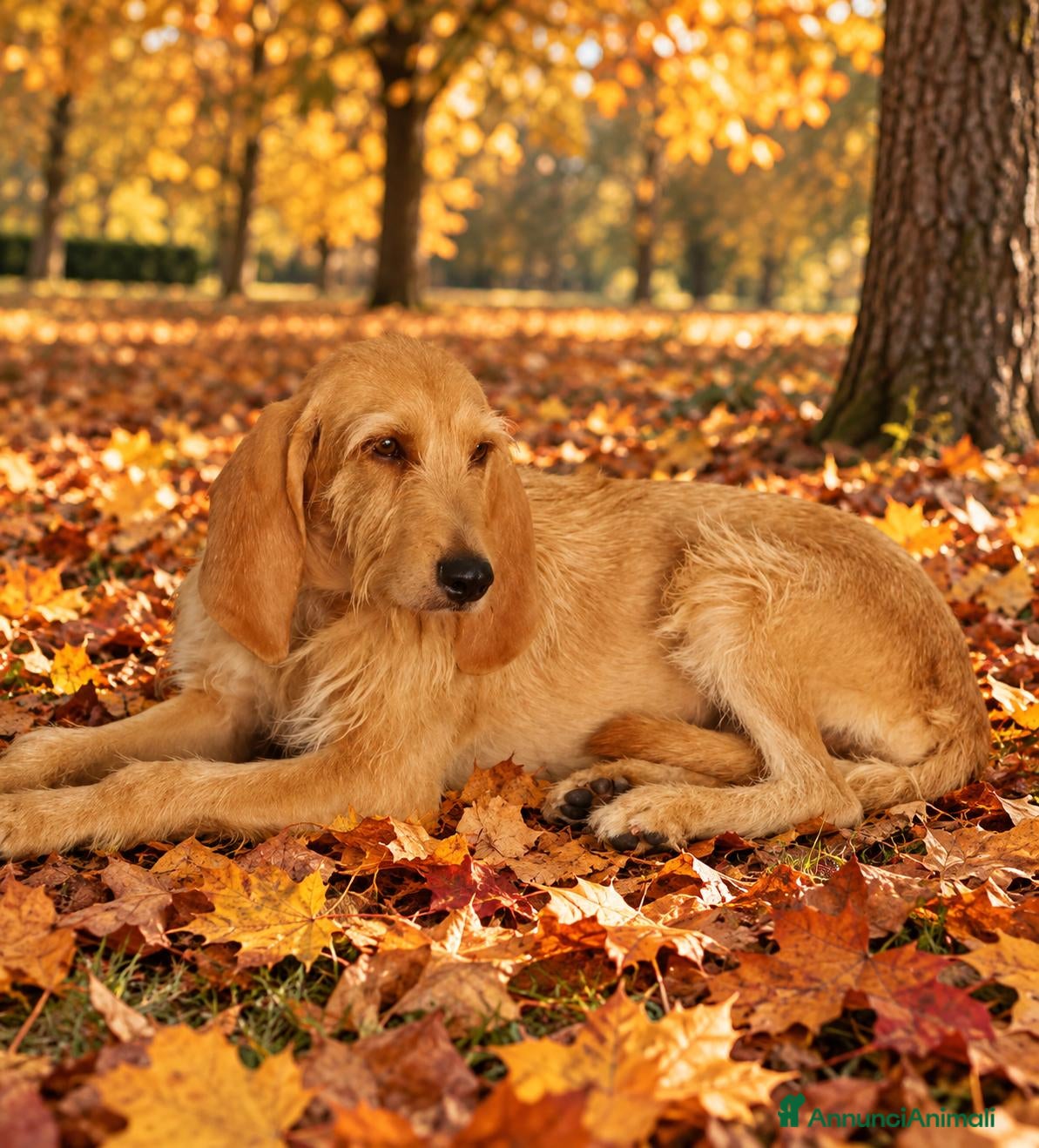 Meticcio cani Flora, simil segugio!  - Annuncio 7