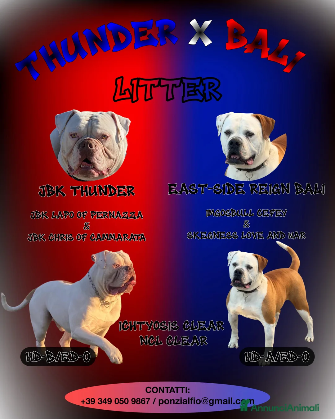 Bulldog cani in vendita: Cucciolo American bulldog  a Provincia di Latina - Annuncio 1