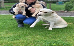 Labrador cani in regalo: Labrador cuccioli di due mesi - Immagine 2