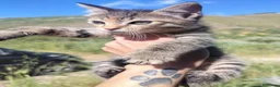 Meticcio gatti in regalo: Piccola tigratina, circa 2 mesi  - Annuncio 8