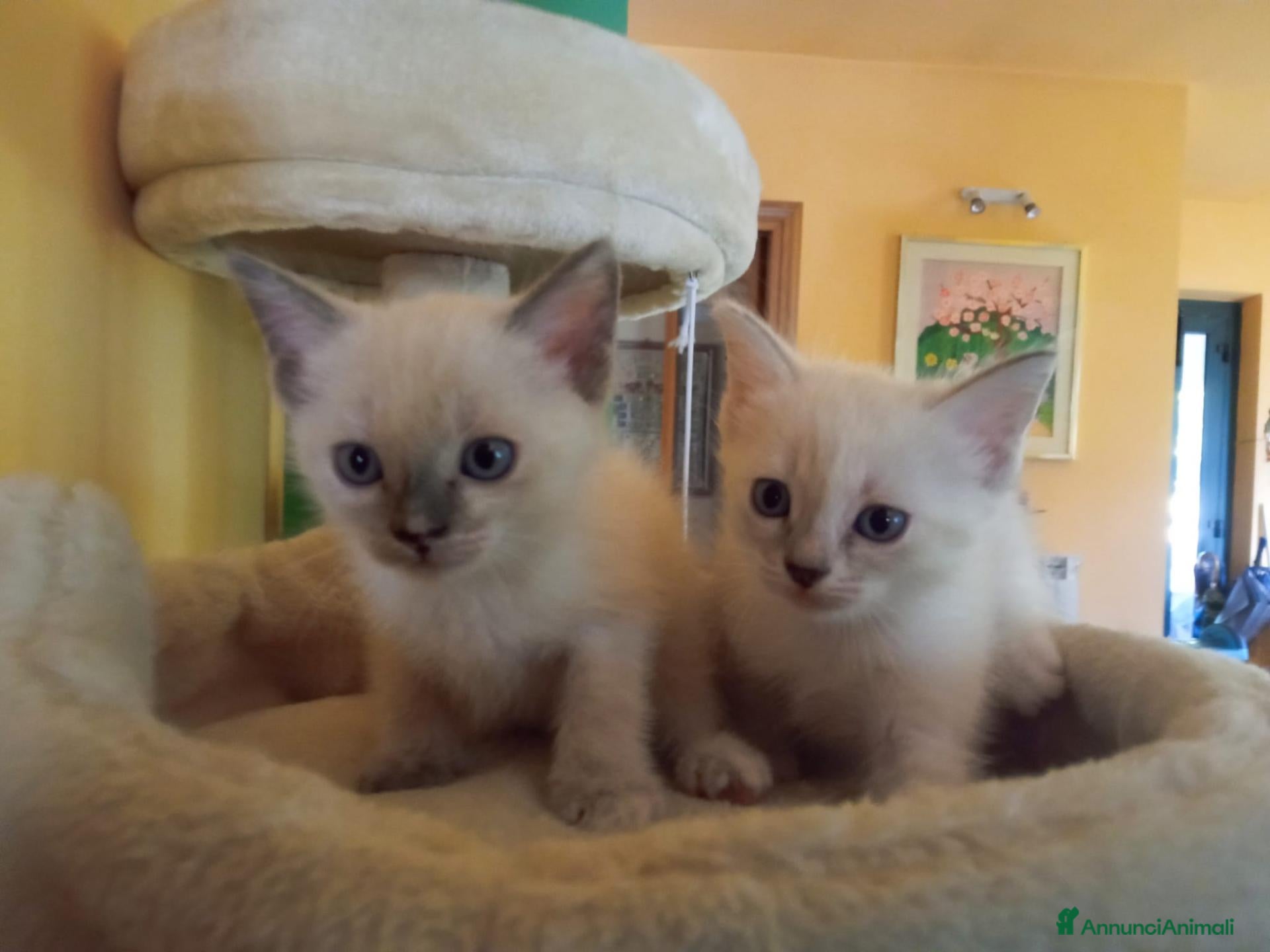 Ragdoll gatti Regalo 2 gattine incrocio di Ragdoll - Annuncio 1